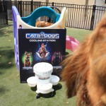 Cats and Dogs Watering Station at Petropolis 91