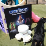 Cats and Dogs Watering Station at Petropolis 94