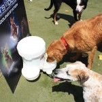 Cats and Dogs Watering Station at Petropolis 95