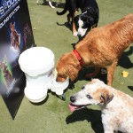 Cats and Dogs Watering Station at Petropolis 96