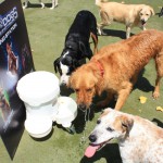 Cats and Dogs Watering Station at Petropolis 97