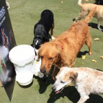 Cats and Dogs Watering Station at Petropolis 98