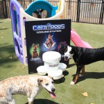 Cats and Dogs Watering Station at Petropolis 99
