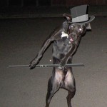 Viral Video Breakdown: Techno Dance Dog vs. Original Video
