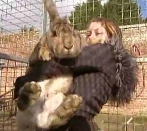 England Ralph the Rabbit Worlds Largest Bunny