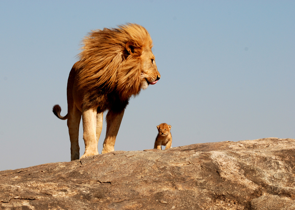 The Real Life Lion King - Mufasa and Simba