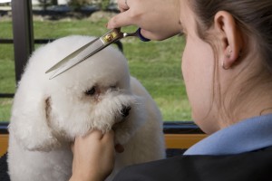 Best Dog Grooming School