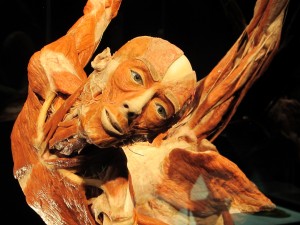 Body Worlds Ballet St Louis Science Center