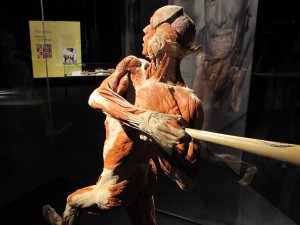 Body Worlds Baseball St Louis Science Center