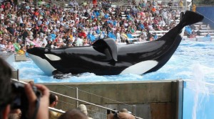 Blackfish Whales at SeaWorld